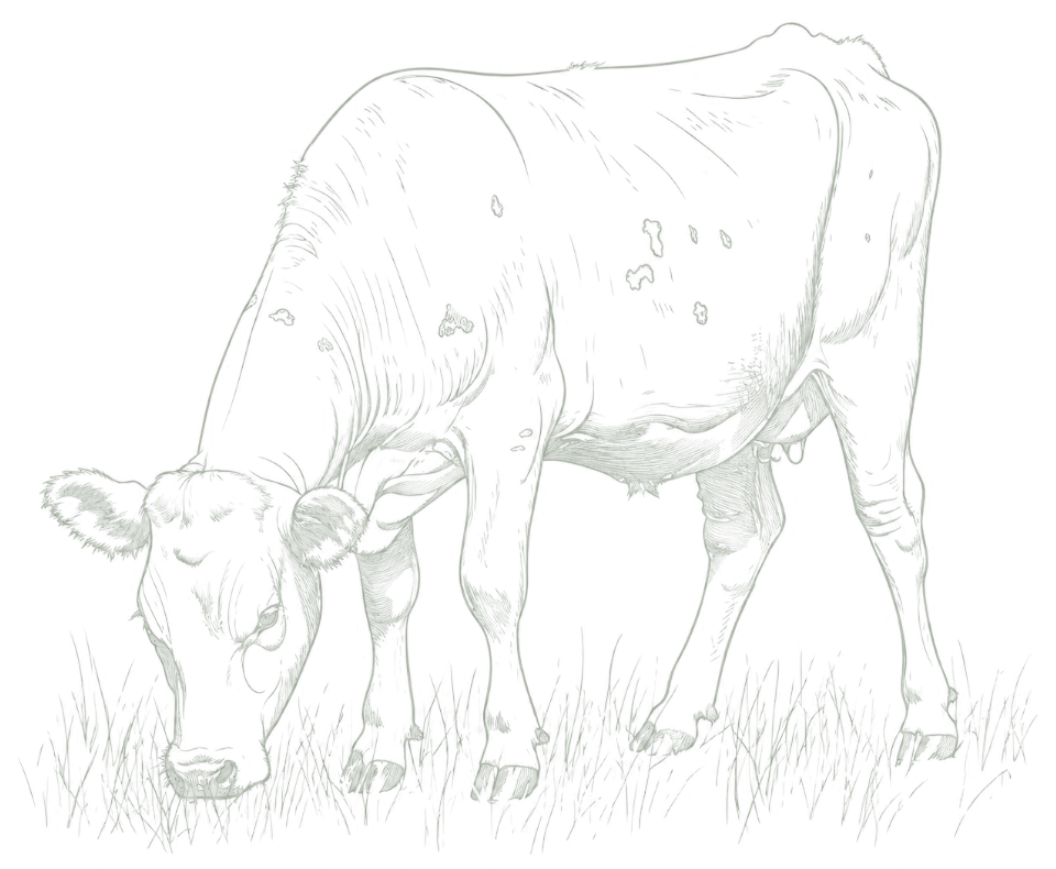 Cattle Watermark Sketch