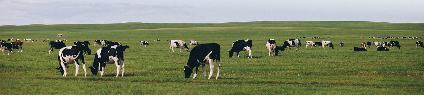 Dairy cows grazing peacefully in an open pasture field